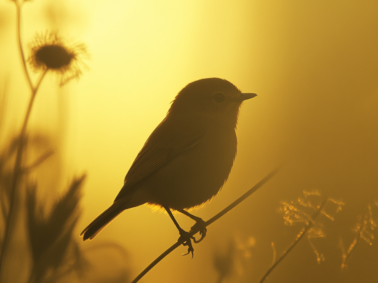 Natur, die Sie umgibt